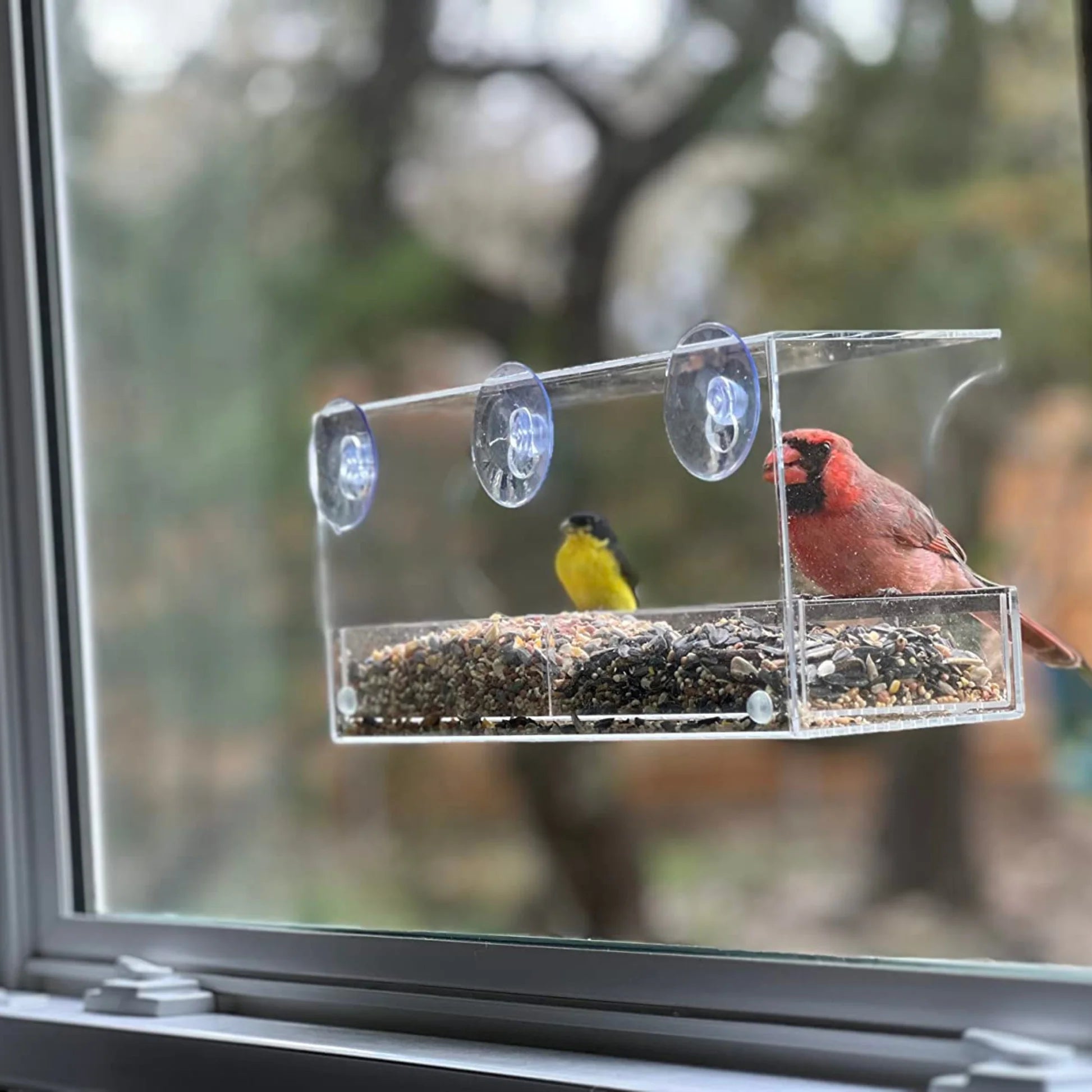 Acrylic Window Bird Feeder